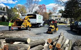 Best Tree Planting Services  in Great Neck, NY